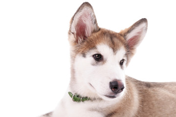 Portrait of Malamute puppy isolated on white