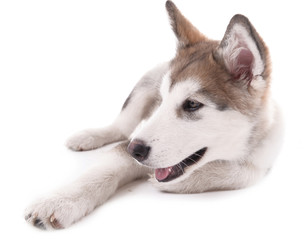 Cute Malamute puppy lying isolated on white