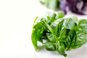 Organic green and violet basil leaves