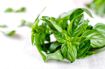 Organic green and violet basil leaves