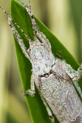 Grasshopper on leaf