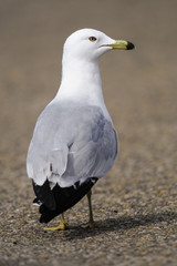 Ring-billed Gull (Larus delawarensis)