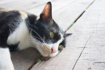 Cat lying on wood