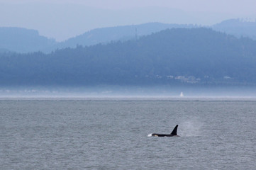 Obraz premium Male Orca with Hills in Background