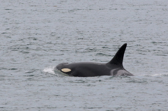 Female Orca K20 - Spock