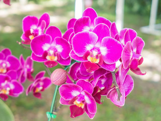 Fototapeta na wymiar pink cattleya orchid