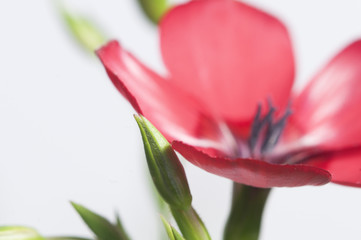 Flax (Linum grandiflorum) flower