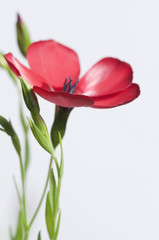 Flax (Linum grandiflorum) flowers
