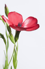 Flax (Linum grandiflorum) flower