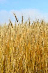 実った小麦