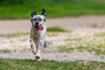 Cane setter inglese che corre  nel campo
