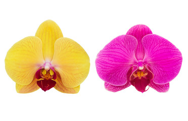 set of beautiful orchid flower