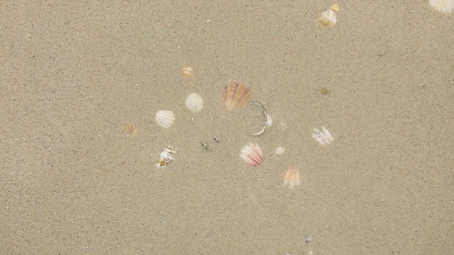 Wind blowing on the sand and opening seashells , top view