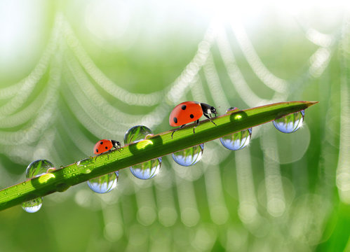 Fresh green grass with morning dew and ladybirds. Nature background.