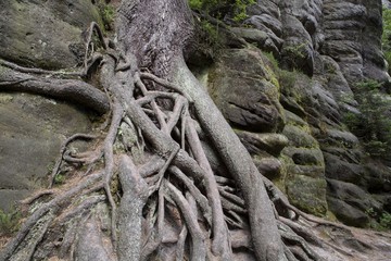 National Park of Adrspach-Teplice rocks. Rock Town. Czech Republic