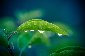 Green leaf with four raindrops