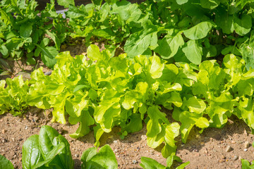 Green salad in a garden