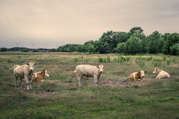 Obraz premium Cattle on a field in cloudy weather