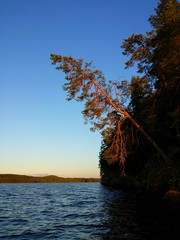 Pine tree above lake in sunset light in Western Finland