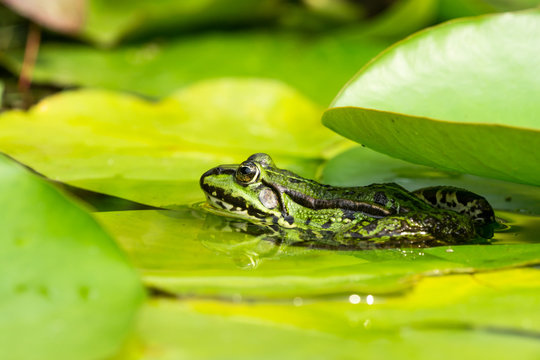 Side view af green frog in water with water lily leaves