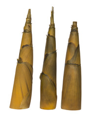 Bamboo shoots
