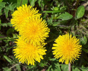 dandelion, inflorescence