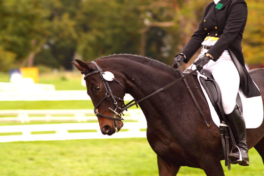Woman competing in dressage.
Woman on horse competing in the dressage section of a three day event.