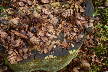 Forest composition of spruce cones on an old stump blackened by time