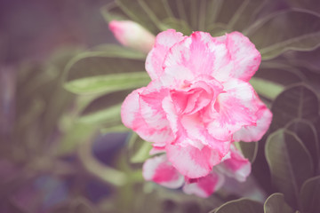 flowers with filter effect retro vintage style