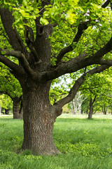 Fototapeta premium tree