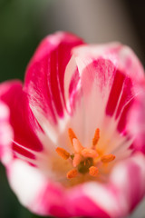 Fototapeta premium チューリップ