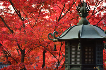 Japanese garden in Autumn, 秋　紅葉