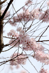 Sakura flower or cherry blossoms.