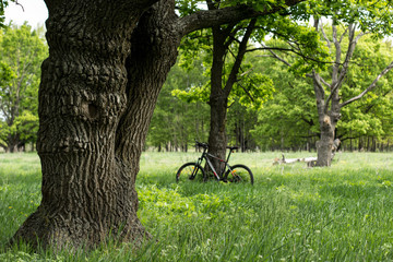 Fototapeta premium tree