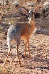 Small Dara dik-dik antelope (Madoqua kirkii), Etsosha National Park, Namibia.