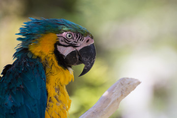 ルリコンゴウインコ