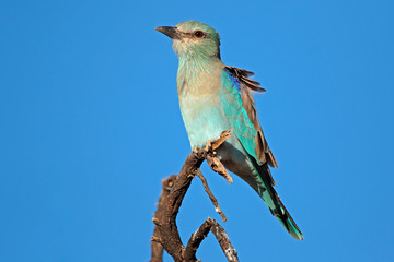 European roller (Coracias garrulus) perched on a branch against a blue sky, South Africa.