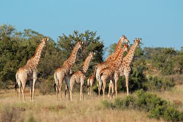 Small herd of giraffes (Giraffa camelopardalis) in natural habitat, South Africa.