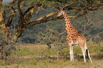 Naklejka na ściany i meble Rare Rothschilds giraffe (Giraffa camelopardalis rothschildi), Lake Nakuru National Park, Kenya.