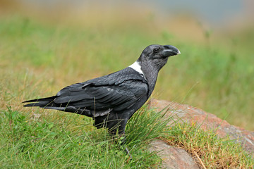 A white-necked raven (Corvus albicollis), South Africa.
