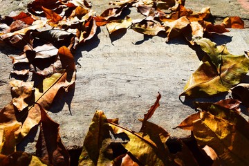 Autumnal maple leaves on white painted wooden background with copy space