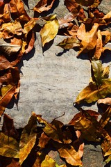 Autumnal maple leaves on white painted wooden background with copy space