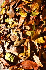 Background group autumn orange leaves. Outdoor.