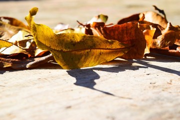 Autumnal maple leaves on white painted wooden background with copy space