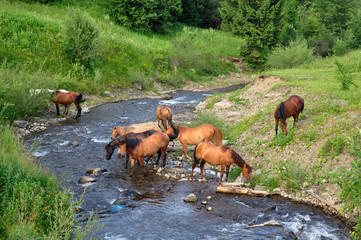 horse came to the river to drink water