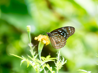 Blue butterfly with yellow flower