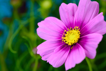 Fototapeta premium コスモスの花