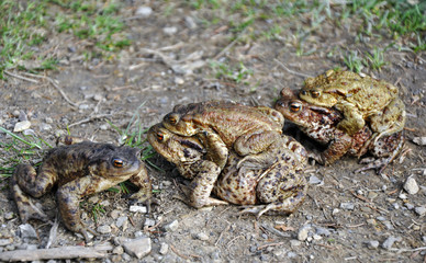 some frogs making love