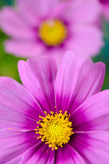 Fototapeta premium コスモスの花