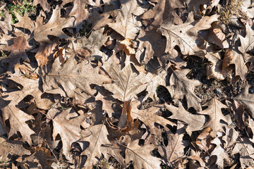 Fallen autumn leaves